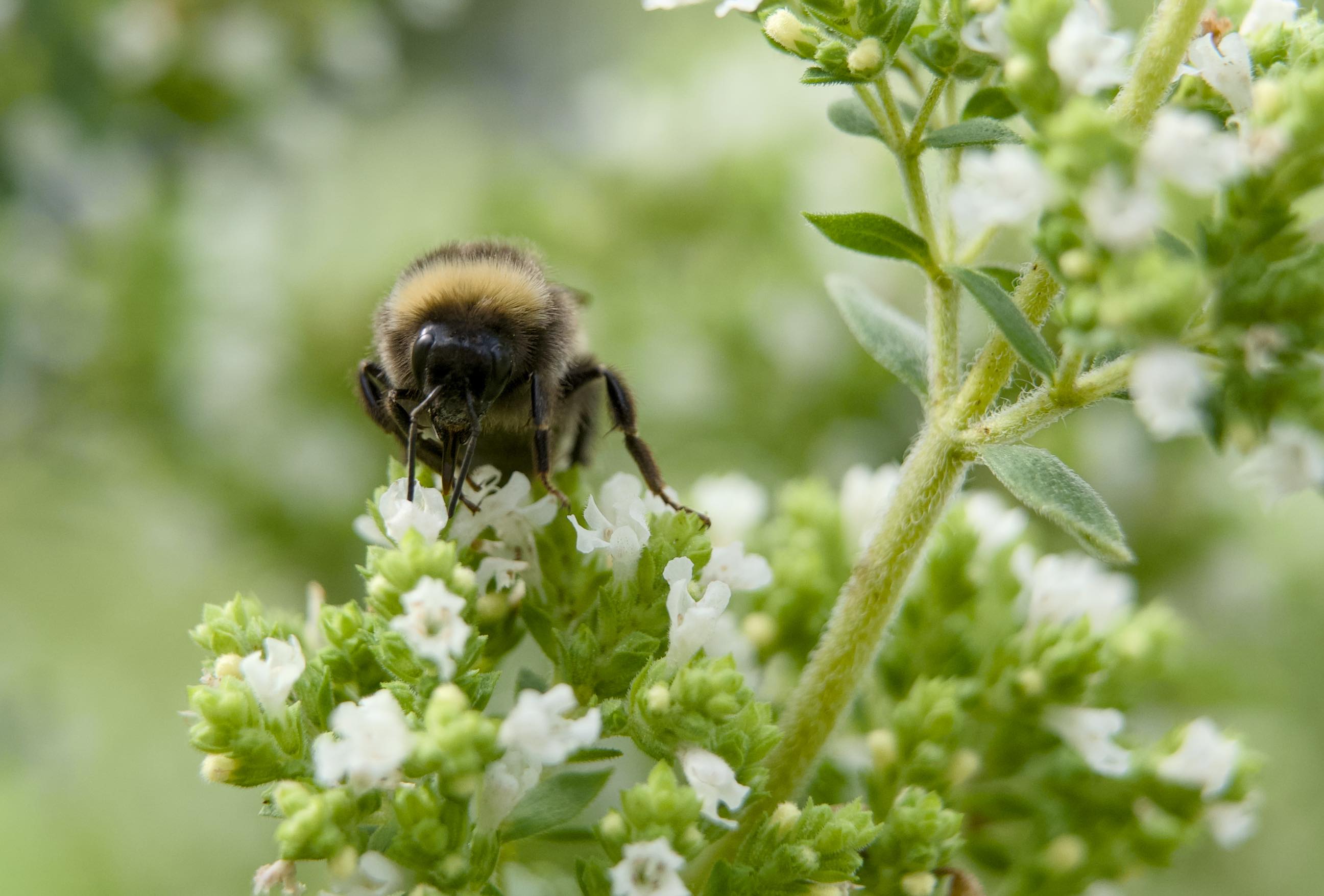 Extension tubes