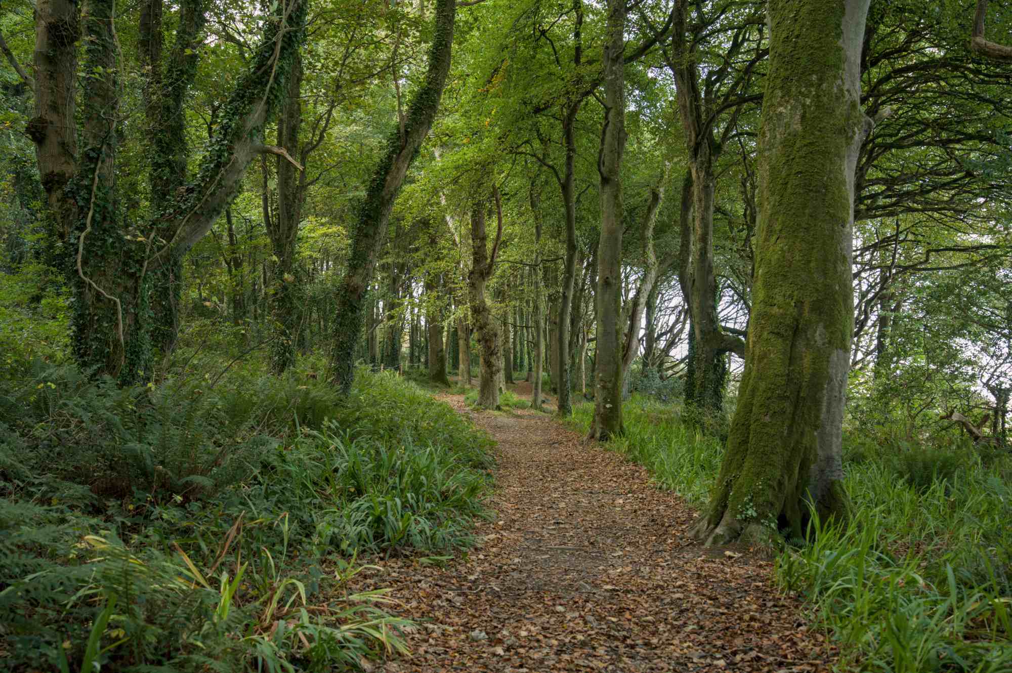 Courtmacsherry woods
