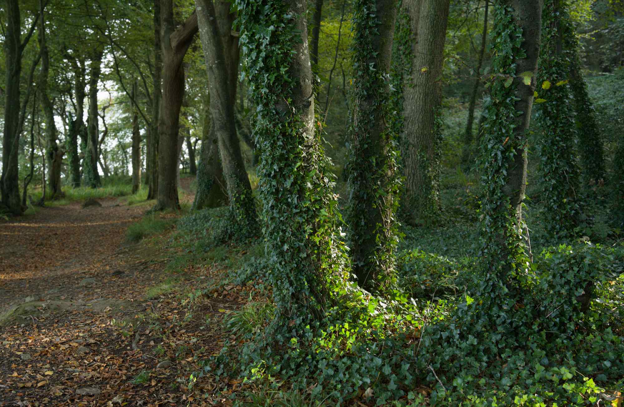 Courtmacsherry woods