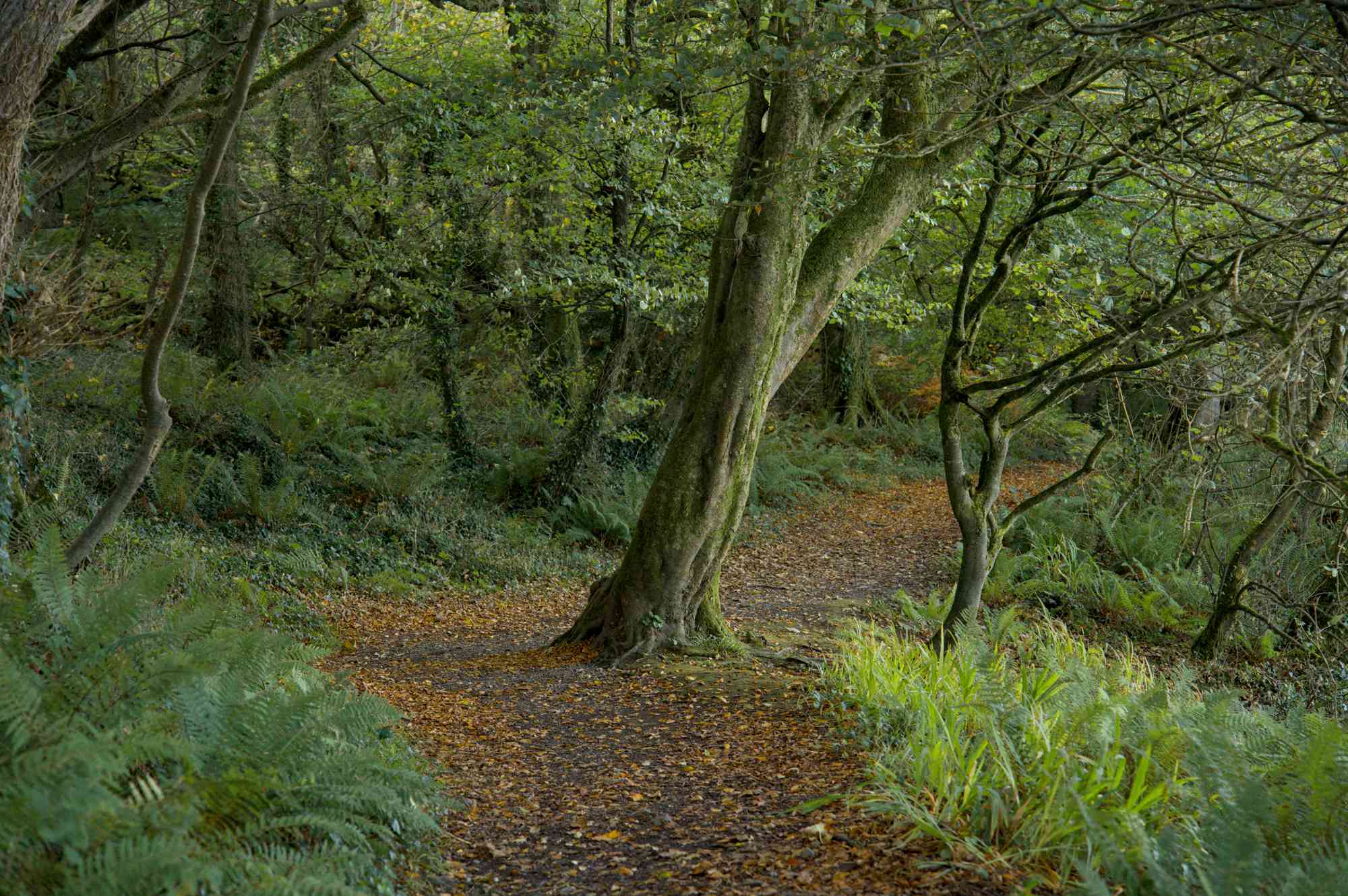 Courtmacsherry woods