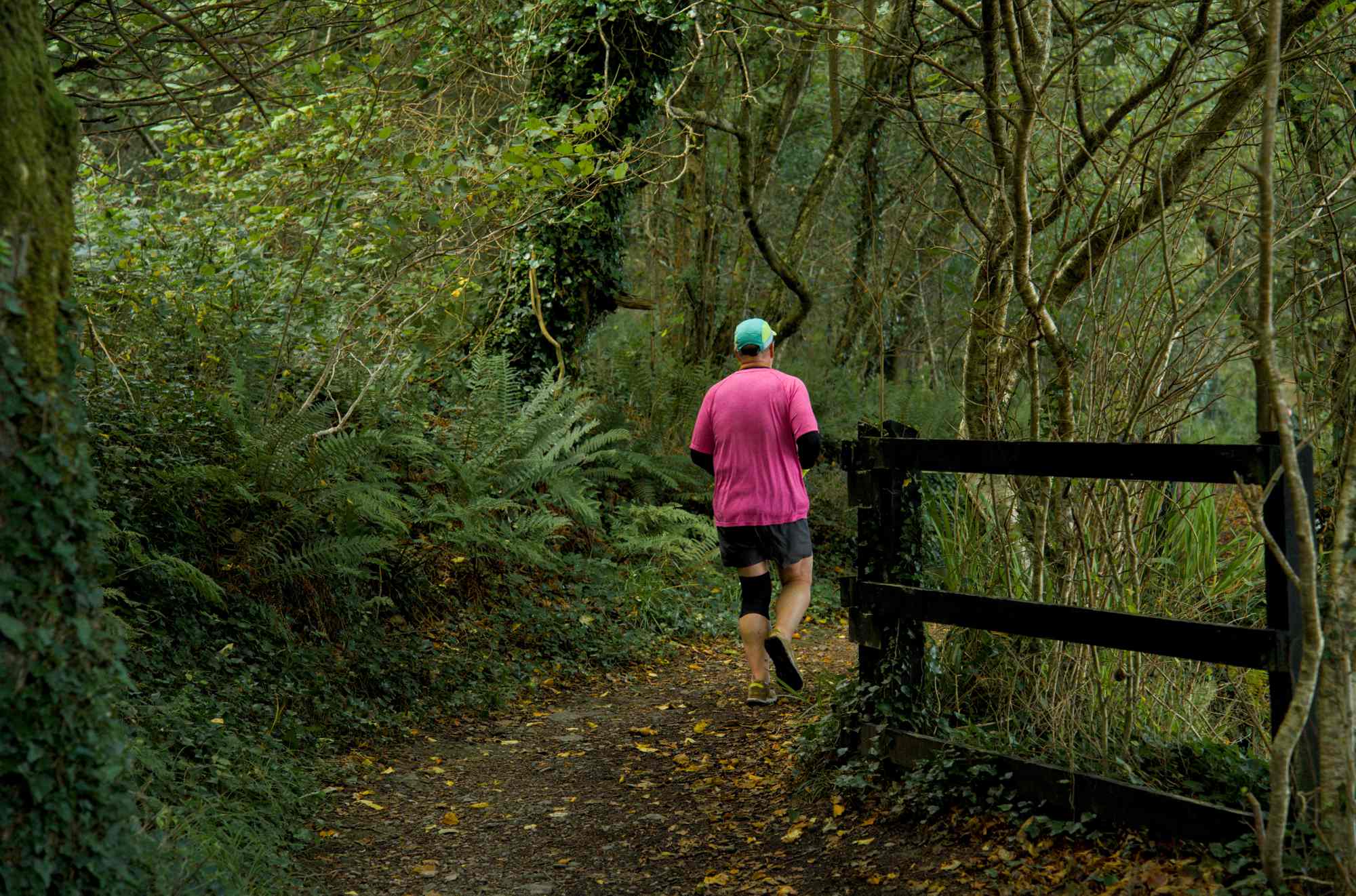 Courtmacsherry woods