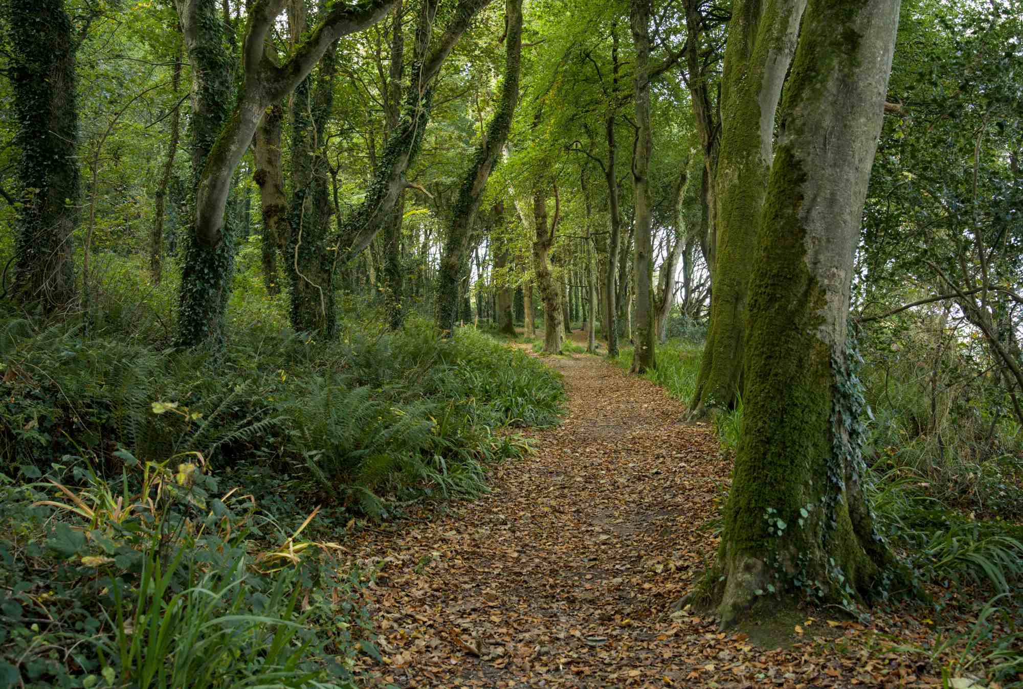 Courtmacsherry woods