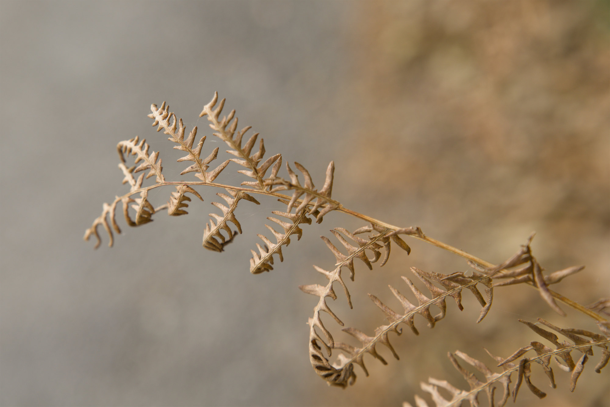 Ferns in the autumn