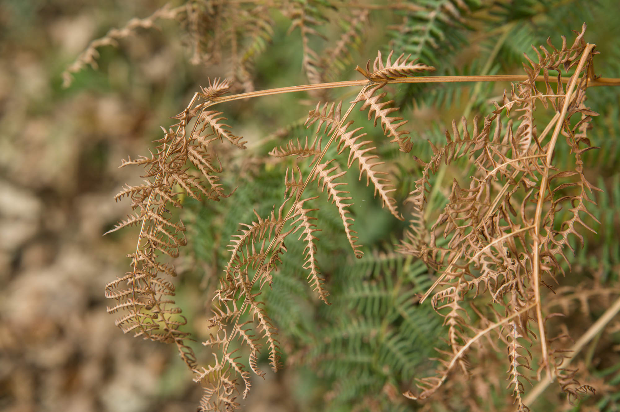Ferns in the autumn