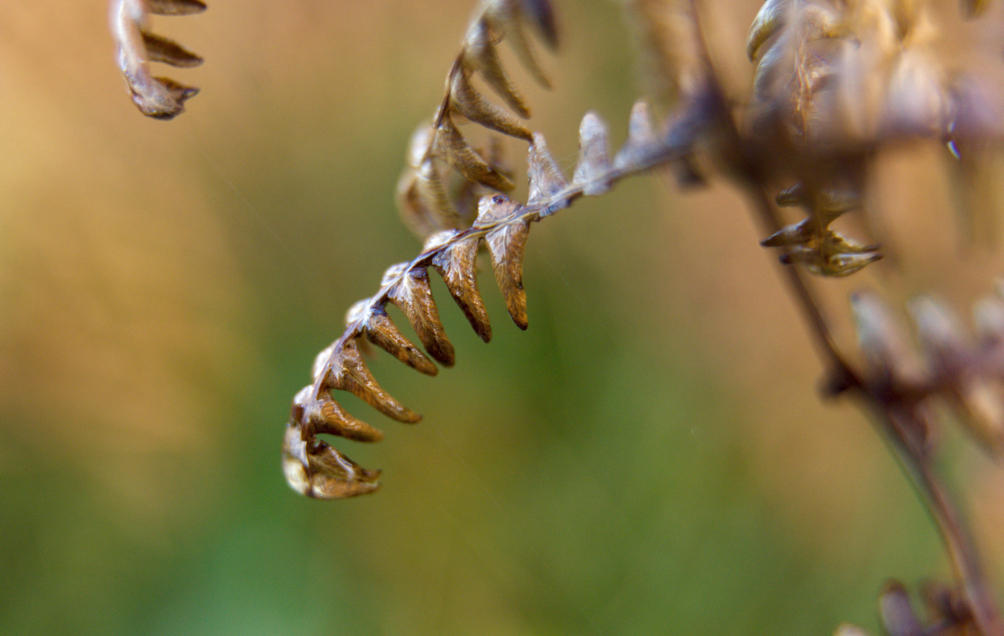 Ferns in the autumn