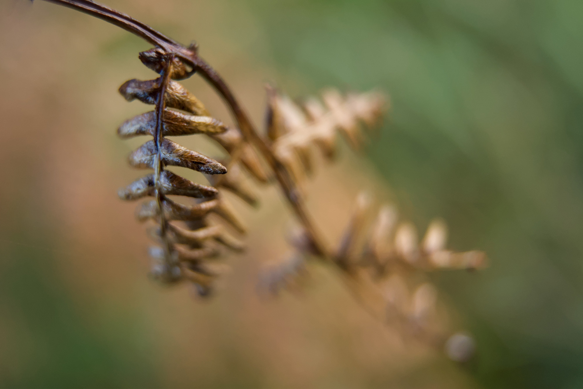 Ferns in the autumn