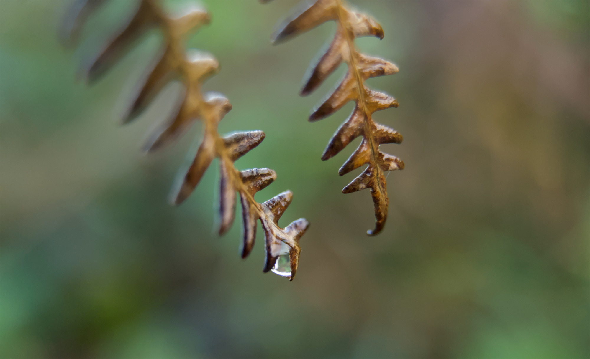 Ferns in the autumn