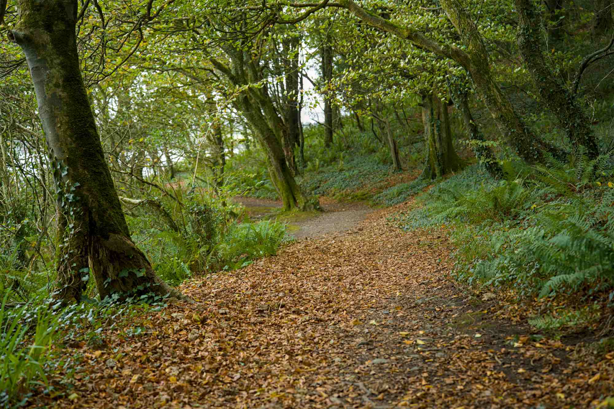 Courtmacsherry woods